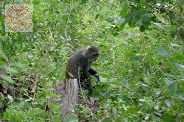 Kenia mapa